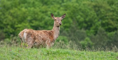 Bir tarlada kırmızı geyik alarmı.