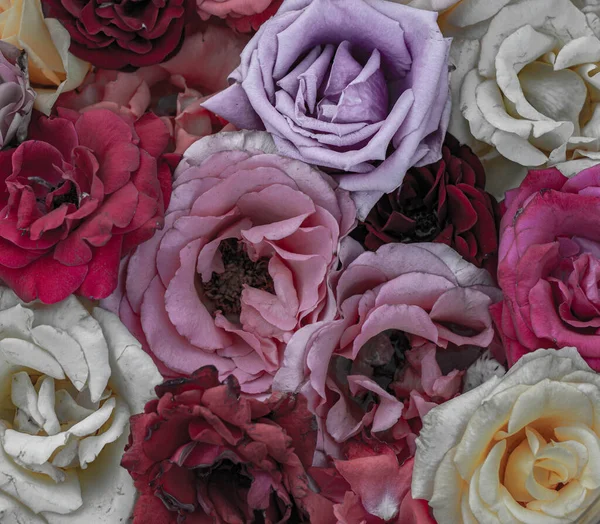 Fundo Rosas Coloridas Bonito Alta Qualidade Bom Para Férias Presente — Fotografia de Stock