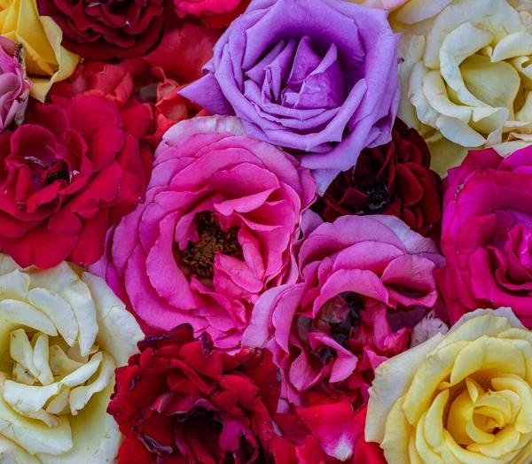 Fundo Rosas Coloridas Bonito Alta Qualidade Bom Para Férias Presente — Fotografia de Stock