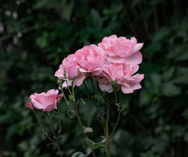 Bahçedeki doğal güzel gülleri kapat. .
