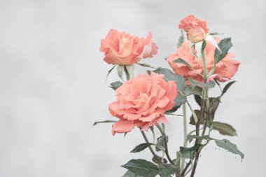 Bahçedeki doğal güzel gülleri kapat. .