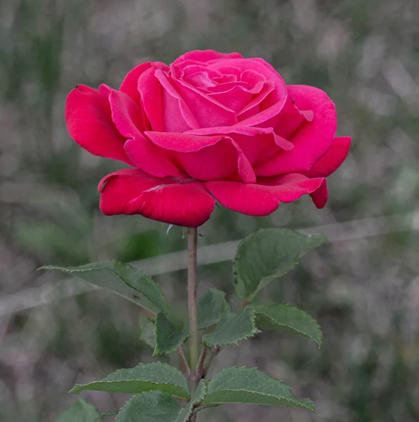 Zavřít Přírodní Krásné Růže Květiny Zahradě — Stock fotografie