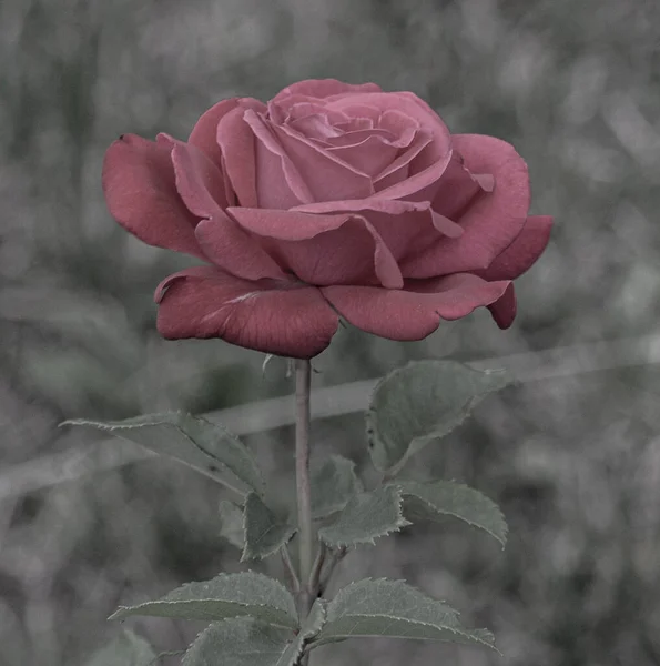 Zamknij Naturalne Piękne Róże Kwiat Ogrodzie — Zdjęcie stockowe
