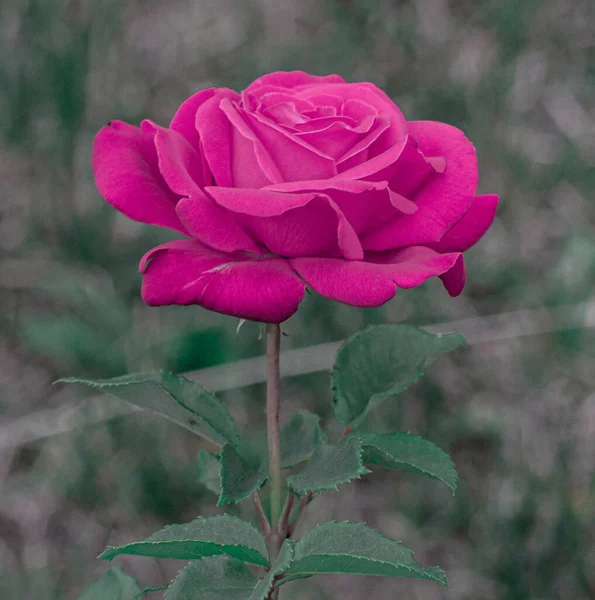 Nahaufnahme Natürliche Schöne Rosen Blühen Garten — Stockfoto