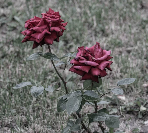 Nahaufnahme Natürliche Schöne Rosen Blühen Garten — Stockfoto