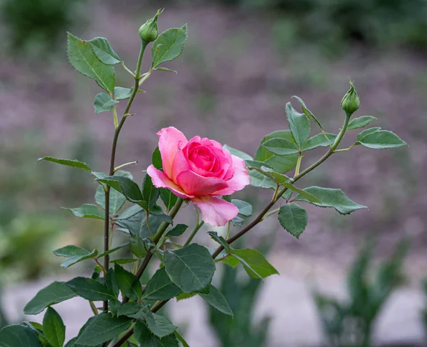 Close Flor Rosas Bonitas Naturais Jardim — Fotografia de Stock