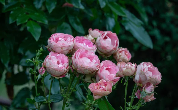 庭で自然の美しいバラの花を閉じます — ストック写真