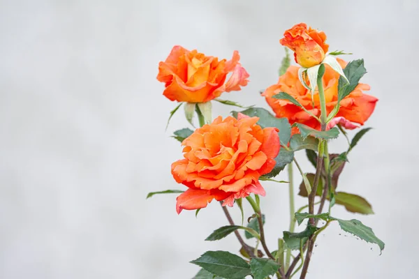 Zamknij Naturalne Piękne Róże Kwiat Ogrodzie — Zdjęcie stockowe