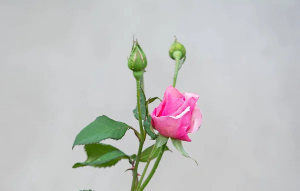 Nahaufnahme Natürliche Schöne Rosen Blühen Garten — Stockfoto