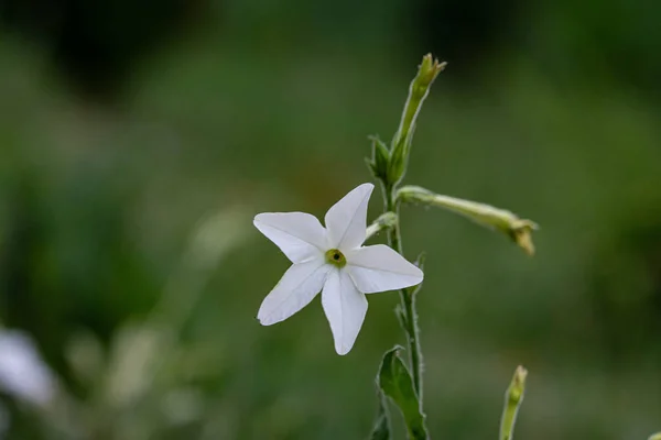 Weiße Tabakblüten Garten — Stockfoto