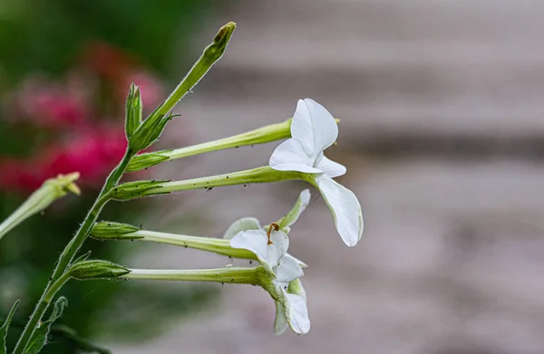 Λευκά Άνθη Καπνού Στον Κήπο — Φωτογραφία Αρχείου