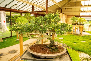 Bahçedeki yol, tuğlalı yeşil çimenler, bahçe tasarımı.