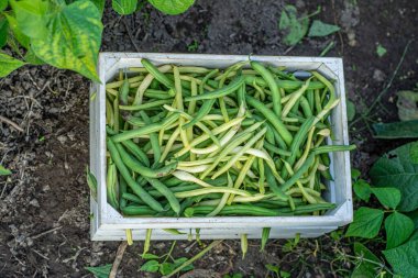 Taze taze fasulye dolu bir sepet..