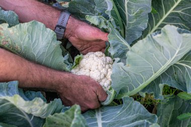 Elinde çiğ organik karnabahar tutan bir adam. Taze sebzeler. Hasat et. Vejetaryen ve vejetaryen yemekleri. Seçici odak
