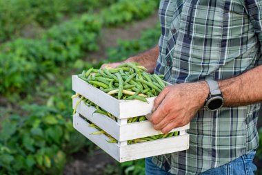 Bahçede taze taze fasulye hasadı, organik gıda yetiştirmek erkek çiftçi bahçeden taze sebze toplamak.