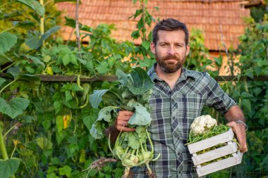 Bahçede taze taze fasulye hasadı, organik gıda yetiştirmek erkek çiftçi bahçeden taze sebze toplamak.