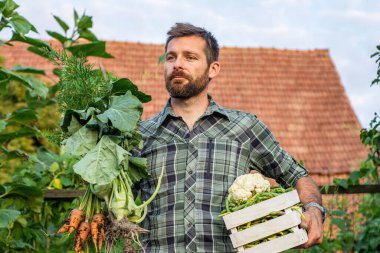 Bahçede taze taze fasulye hasadı, organik gıda yetiştirmek erkek çiftçi bahçeden taze sebze toplamak.