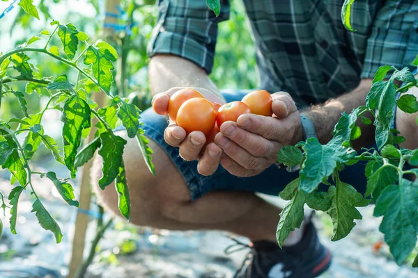 Joven Manos Sosteniendo Tomates Naturales Sanos Agricultura Biológica — Foto de Stock