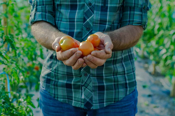 Joven Manos Sosteniendo Tomates Naturales Sanos Agricultura Biológica — Foto de Stock