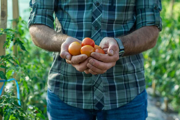Joven Manos Sosteniendo Tomates Naturales Sanos Agricultura Biológica —  Fotos de Stock