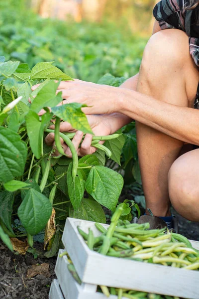 Primer Plano Mano Una Mujer Recolectando Vainas Judías Verdes Día — Foto de Stock