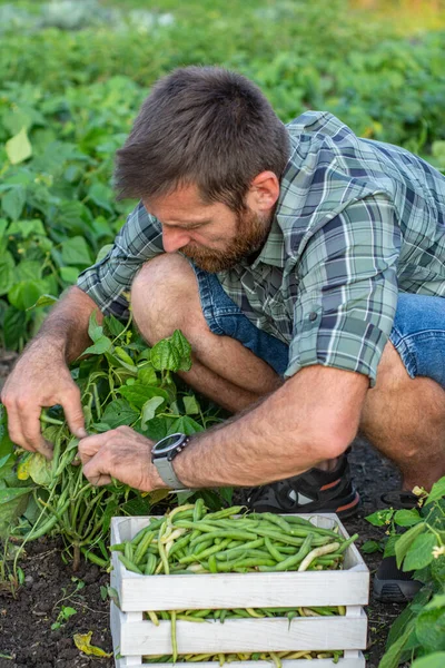 Manos Hombre Recogiendo Frijoles Planta Agricultor Huerto Orgánico Ecológico —  Fotos de Stock