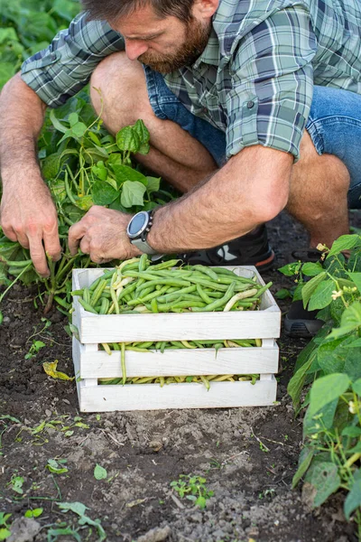 Manos Hombre Recogiendo Frijoles Planta Agricultor Huerto Orgánico Ecológico —  Fotos de Stock