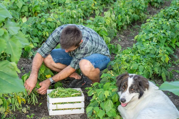 Manos Hombre Recogiendo Frijoles Planta Agricultor Huerto Orgánico Ecológico — Foto de Stock