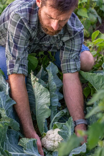Hombre Sosteniendo Una Coliflor Orgánica Sus Manos Verduras Frescas Cosecha — Foto de Stock