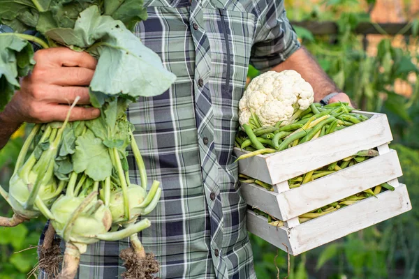 Cosecha Judías Frescas Verdes Jardín Cultivo Alimentos Orgánicos Agricultor Masculino —  Fotos de Stock