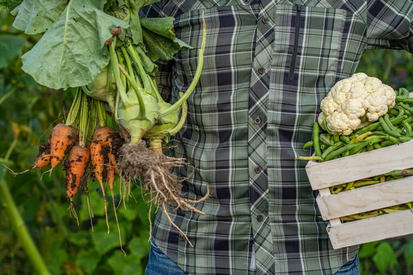 Cosecha Judías Frescas Verdes Jardín Cultivo Alimentos Orgánicos Agricultor Masculino —  Fotos de Stock