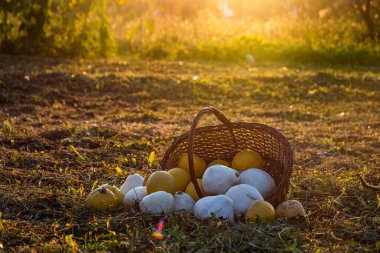 Günbatımı sahasında balkabaklarıyla sonbahar şükran günü arka planı