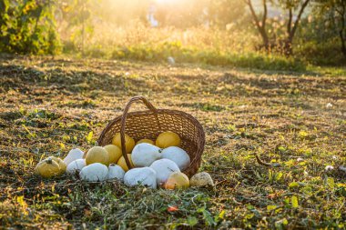 Günbatımı sahasında balkabaklarıyla sonbahar şükran günü arka planı