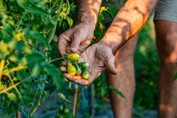 Joven Manos Sosteniendo Tomates Amarillos Sanos Naturales Agricultura Biológica Campesinos —  Fotos de Stock