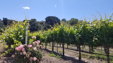 Güneşli bir günde üzüm bağı. Arka planda mavi gökyüzü. Önplanda çiçekler var.