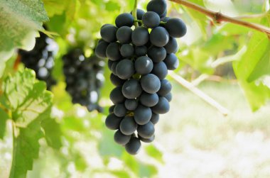 Siyah üzümler hasat zamanı güneşin aydınlattığı bir sarmaşıkta yetişir.
