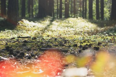 Yazın bulanık bir ormanın arka planında koni ve dalların görüntüsü
