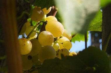 Güneşin altında asma üzümlü böğürtlen