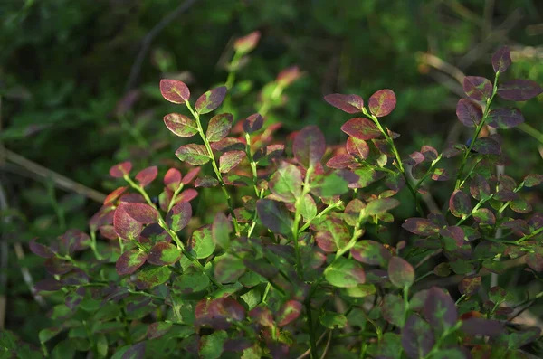 Ormandaki yaban mersini çalısı, güneşli bir günde kapanır.