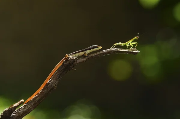 Bir peygamber devesi kovalayan bir kertenkele