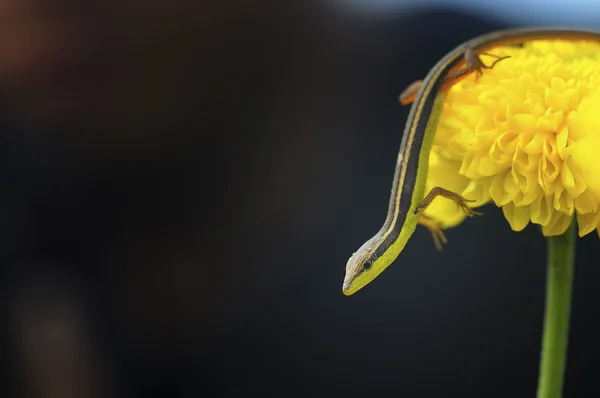 Lizard on a flower — Stock Photo, Image