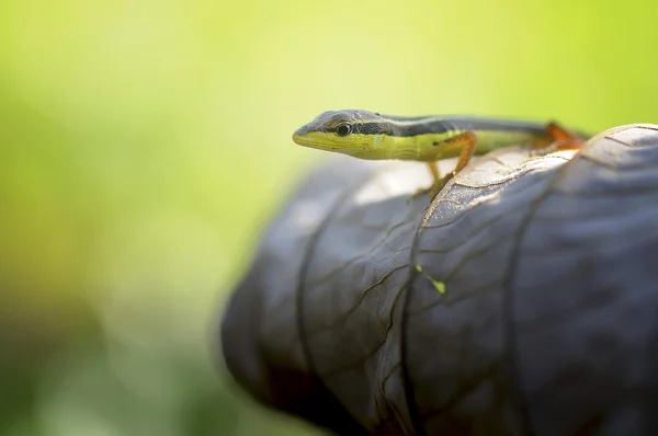 Yapraktaki Kertenkele