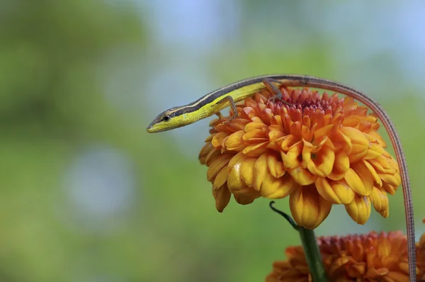 Kertenkele bir çiçek üzerinde