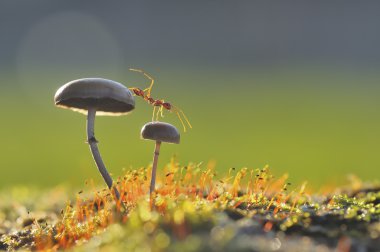 Weaver ant want to jump from a mushroom clipart