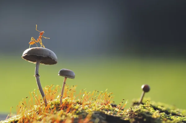 Weaver karınca bir mantar atlamak istiyorum