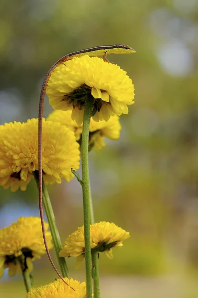 Hagedis op een gele bloem — Stockfoto