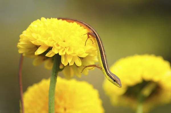 Kertenkele sarı çiçek
