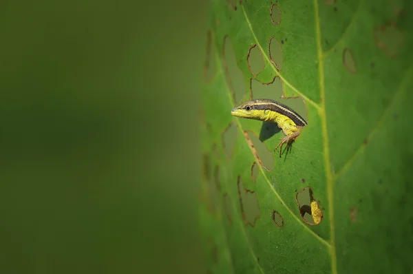 Ceas șopârlă de la o gaură de frunze — Fotografie, imagine de stoc