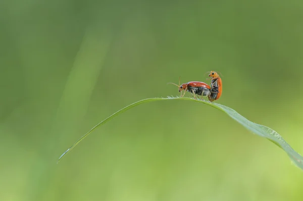Ladybug çiftleşme