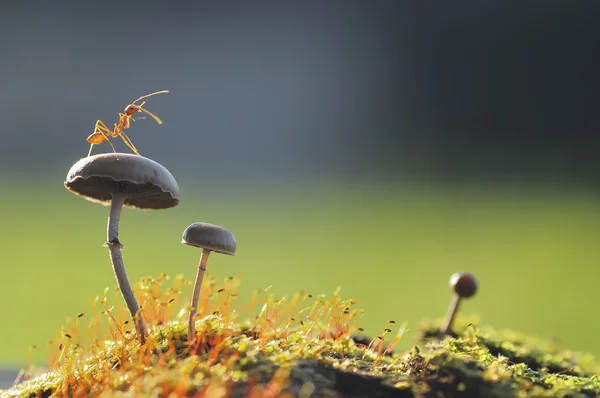 Weaver karınca bir mantar atlamak istiyorum